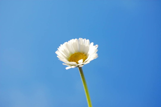 藍(lán)天下的菊花