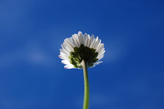 蓝色天空下的菊花