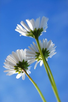 藍(lán)色天空下的菊花
