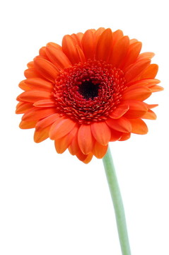 白色孤立花