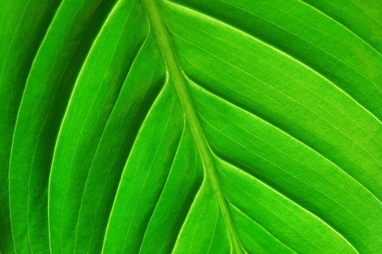 葉片結(jié)構(gòu)