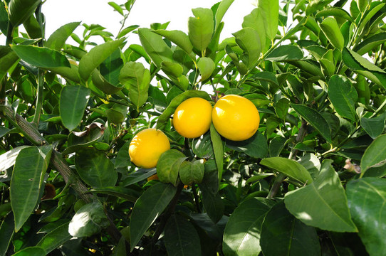檸檬樹(shù)