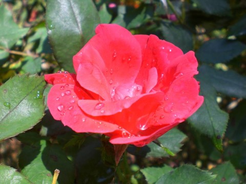 水滴紅花（1）