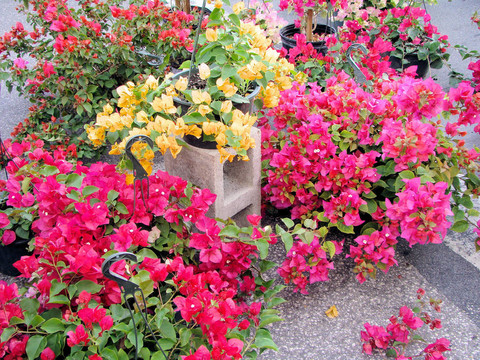 街頭市場鮮花出售