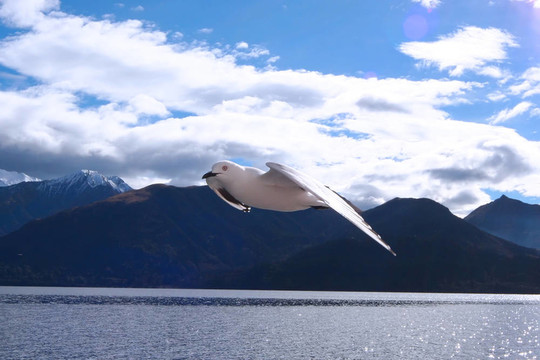 海鷗在飛行