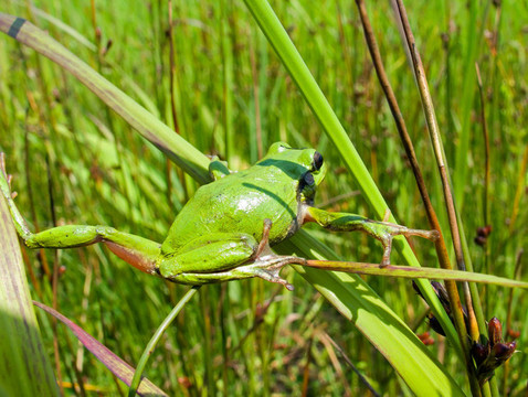 Hyla 13