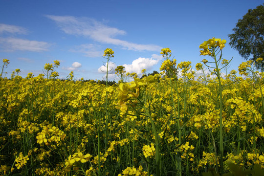 油菜田