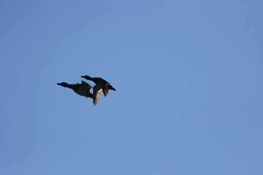 鳳頭鴨