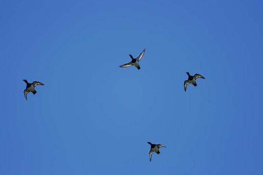 鳳頭鴨