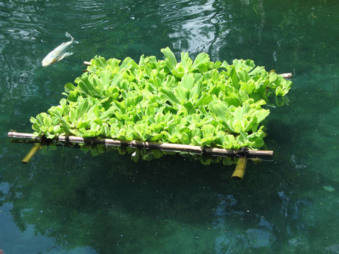 魚類漂浮植物