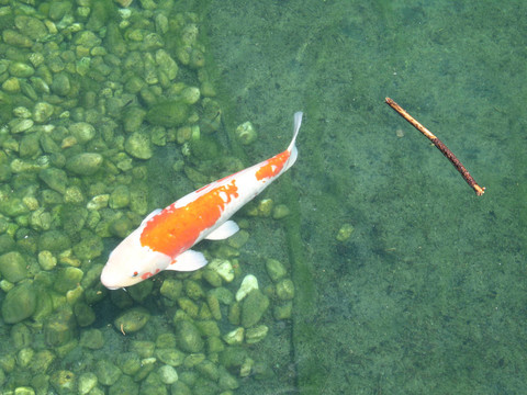 水中的大型金魚(yú)