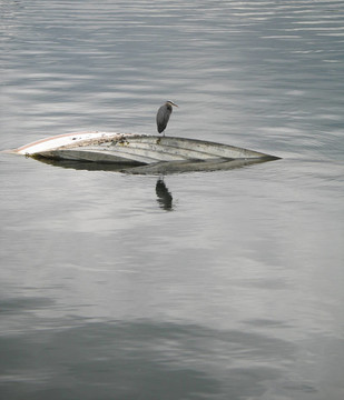 沉船上的鳥