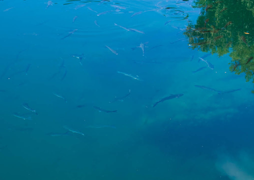 藍(lán)水里的魚