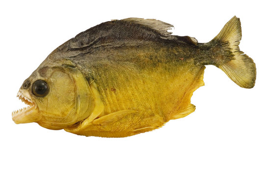 Pygocentrus nattereri