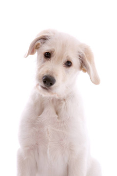 白色瑞士牧羊犬幼犬