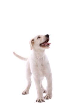 瑞士的白色牧羊犬