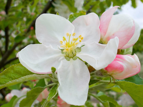 蘋果樹花