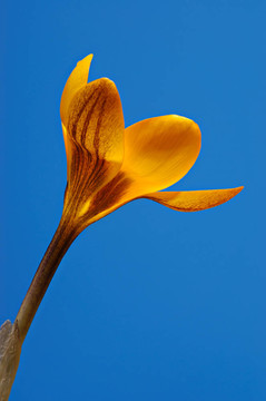 番紅花