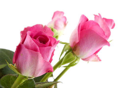 粉薔薇