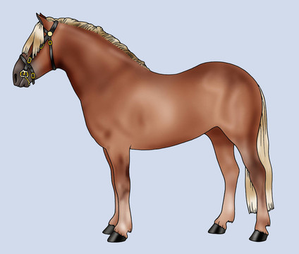 小馬品種：Haflinger