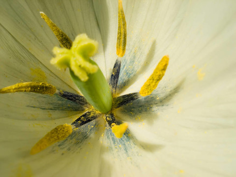 那么郁金香的資源