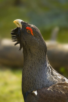 松雞Tetrao urogallus木材-