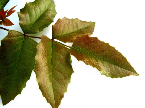 leaf_bush