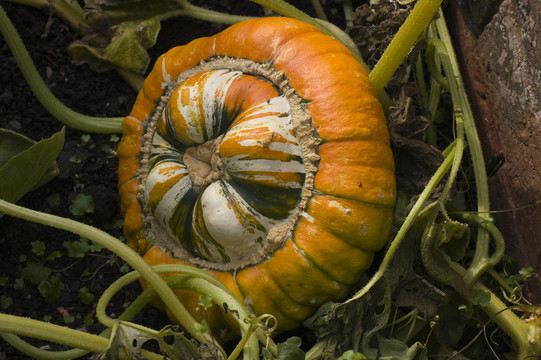觀賞Gourd Turks Turban