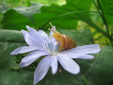芳香的花朵
