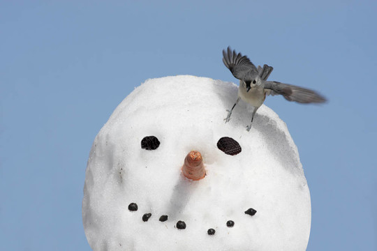 雪人上的鳥