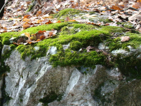 苔蘚；石頭和樹葉
