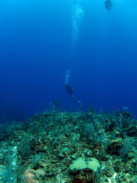 潛水員在開曼布拉克島墻