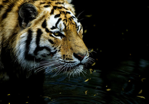 獵虎