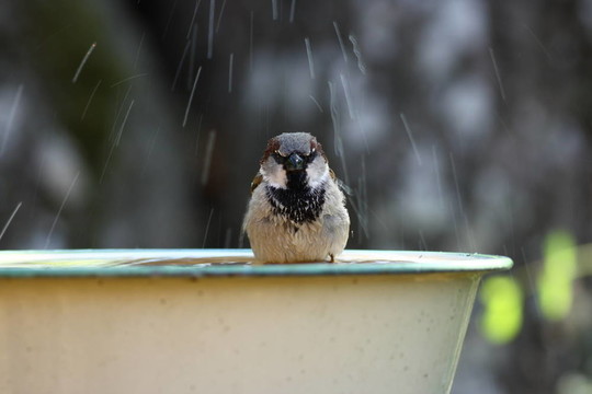 家麻雀Passer domesticus