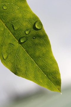 綠葉和雨滴