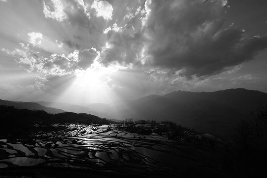 燦爛的稻田