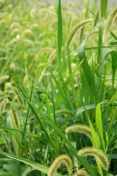 草
