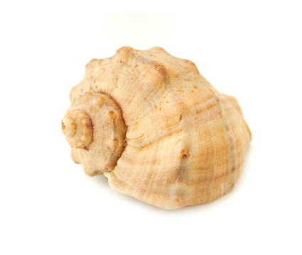 海貝殼