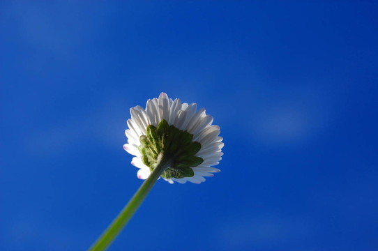 藍(lán)色天空下的菊花