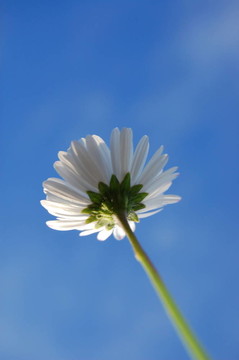 藍(lán)色天空下的菊花