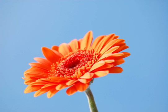 非洲菊雛菊