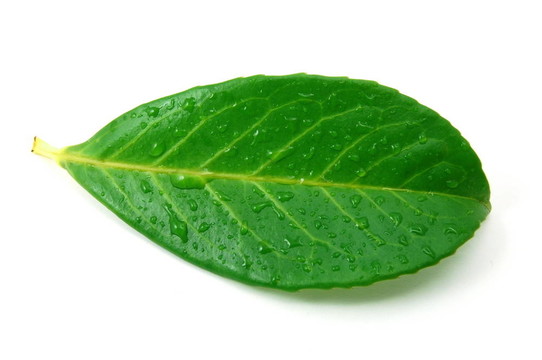 雨后的樹葉