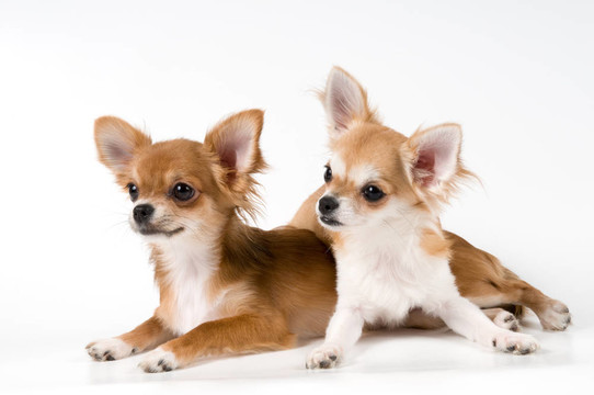 動(dòng)物；狗；奇瓦瓦；Spitz；D