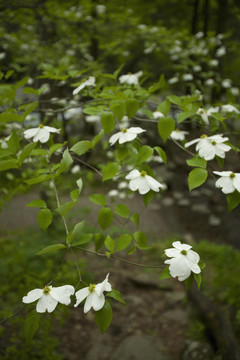 山茱萸；新發(fā)現(xiàn)的差距路；大煙山脈NP；TN