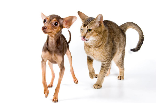 在工作室的貓狗