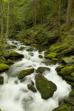 咆哮叉；大煙山脈NP；TN