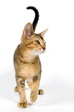 小貓?jiān)诠ぷ魇? style=