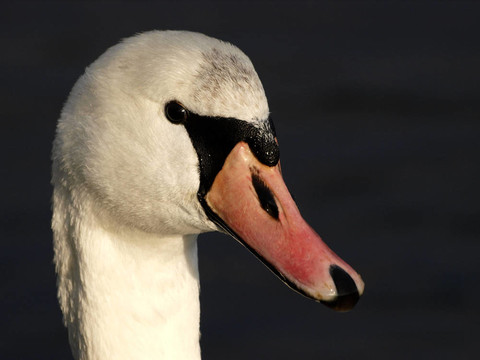 天鵝（Cygnus olor）