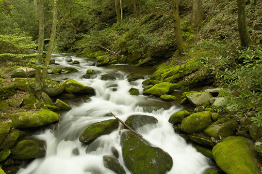 咆哮叉；大煙山脈NP；TN