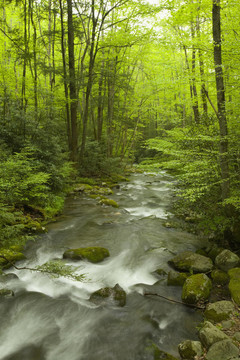 咆哮叉；大煙山脈NP；TN